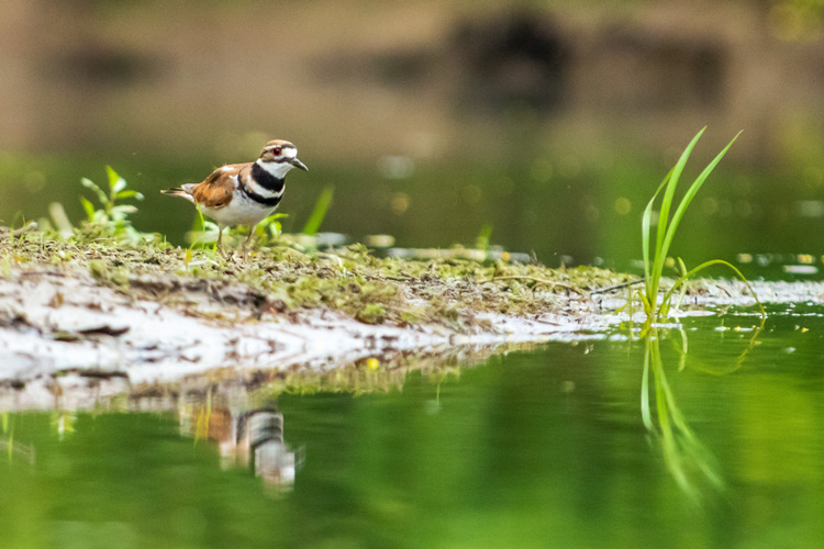 Killdeer © Latitia Duret