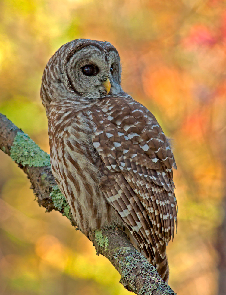 Barred Owl © Ronald Grant