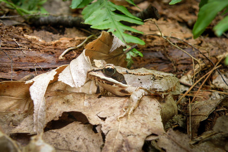 Wood Frog © Jane Parker