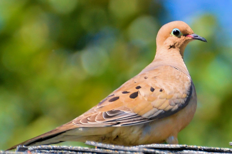 Mourning Dove © William Dow