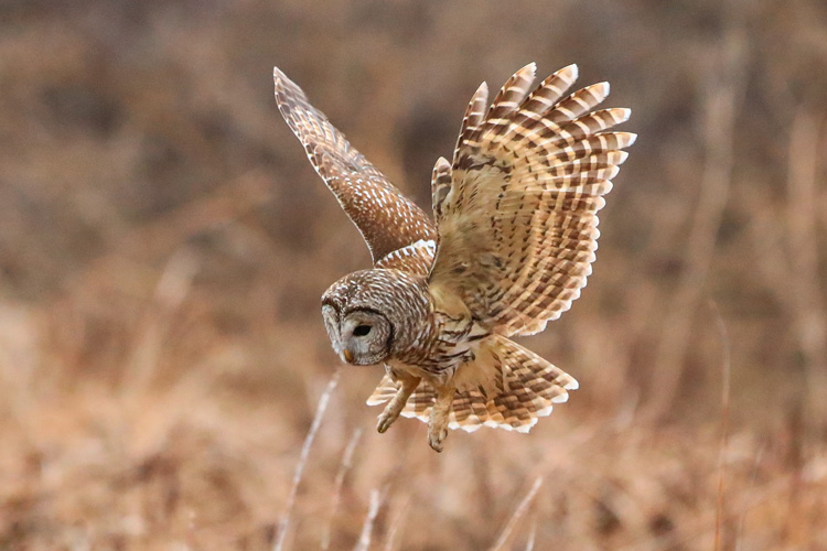Barred Owl © Jim Renault