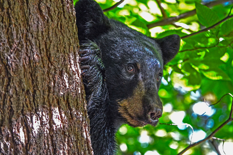 Black Bear © Karen Karlberg