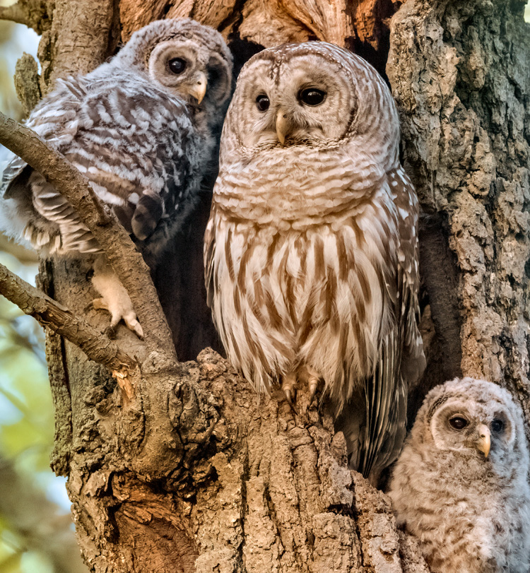 Barred Owl with Young © Tina McManus