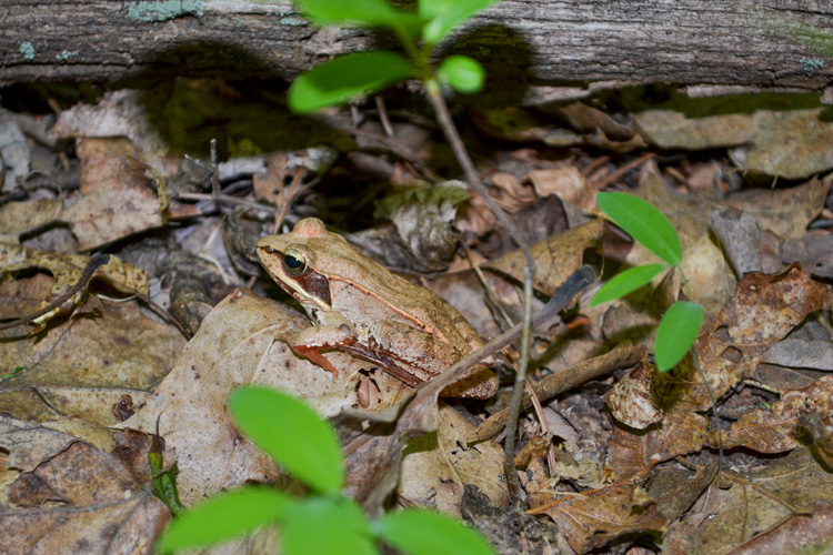 Wood Frog © Amanda De Rosa