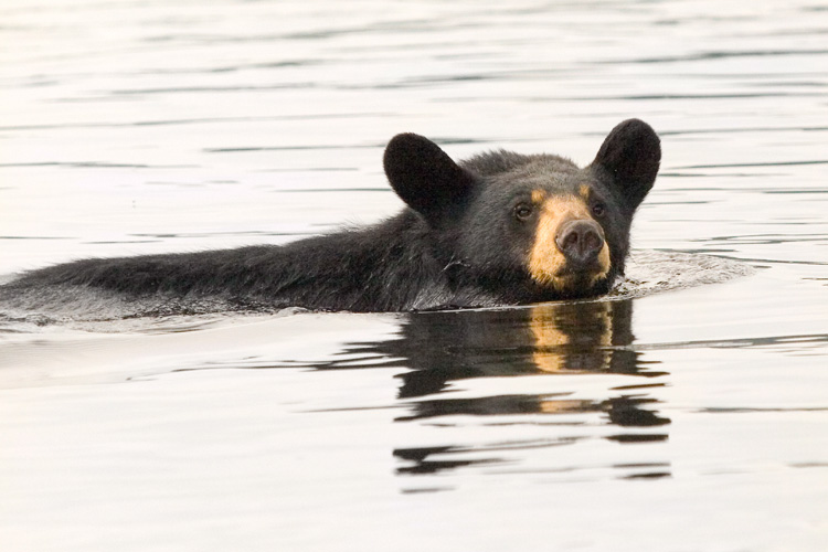 Black Bear © David Zulch