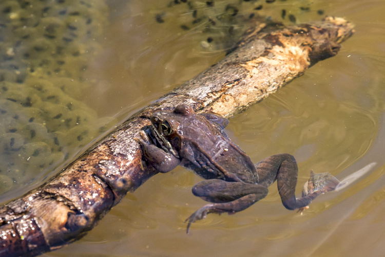 Wood Frog © Maureen Duffy