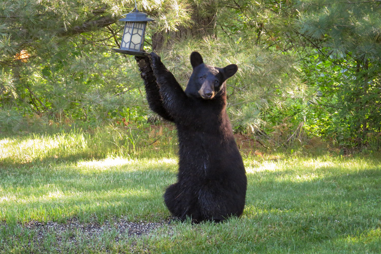 Black Bear © Alvin Laasanen