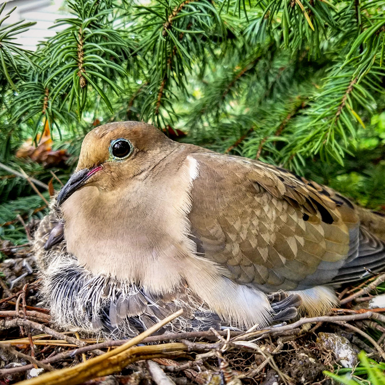 Two mourning doves have been visiting for food and I want to give them a  nest. Is this suitable? Is pillow stuffing/polyfil harmful to birds? (Info  in comments) : r/Ornithology