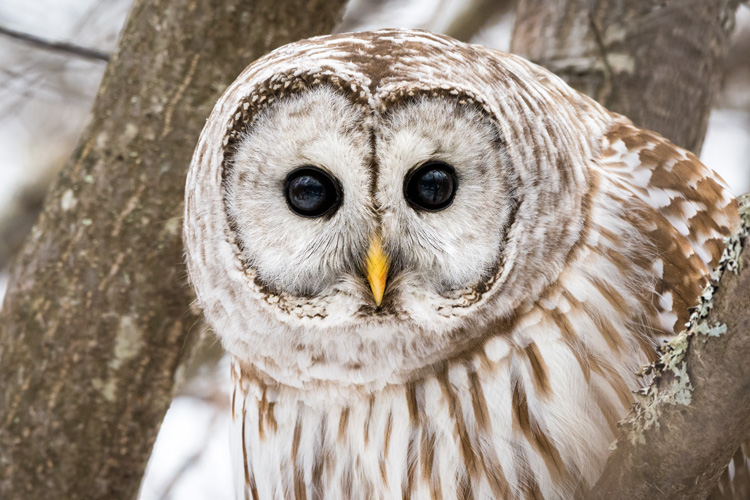 Barred Owl © Corey Nimmer