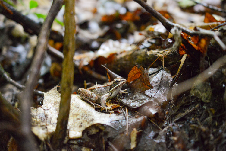 Wood Frog © Lucas Beaudette