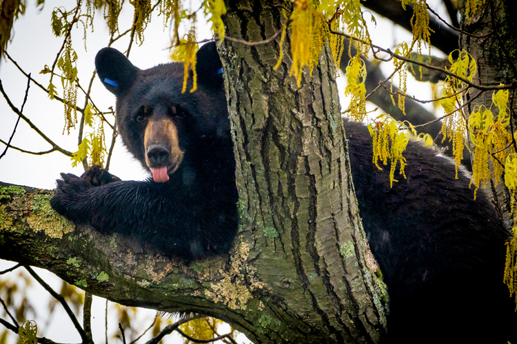Black Bear © Jason Goldstein