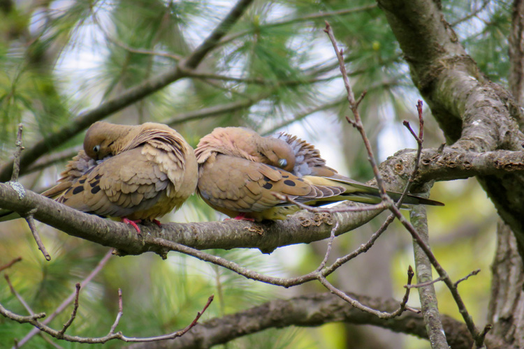 Mourning Dove © Eric Schultz