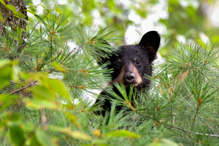 Black Bear © Dorrie Holmes