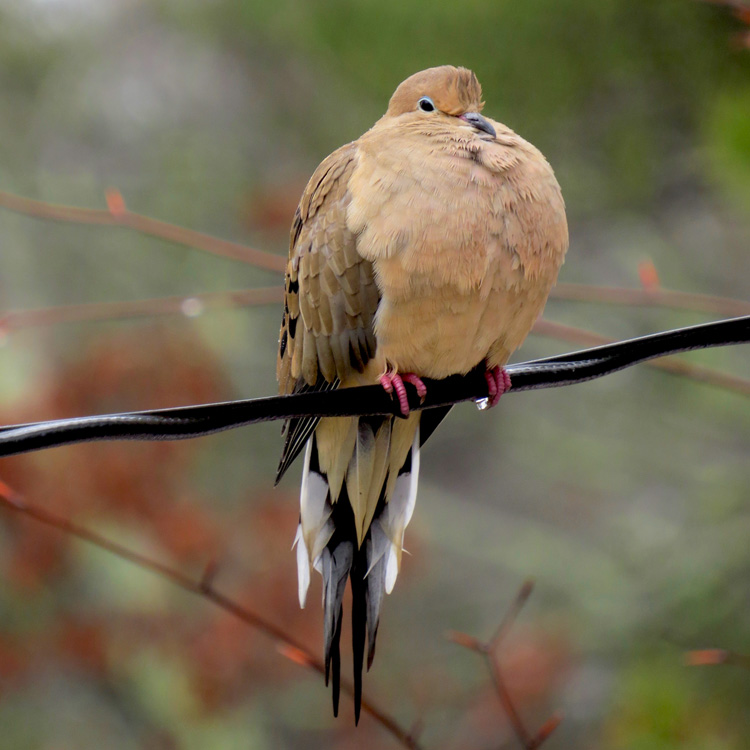 Mourning Dove © Matthew Eckerson