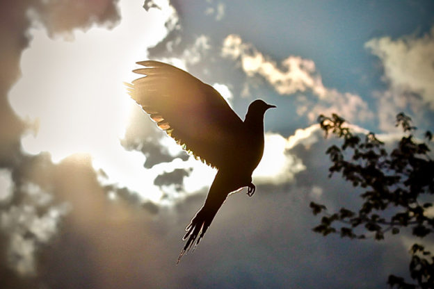 Mourning Dove © Cheryl Arsenault
