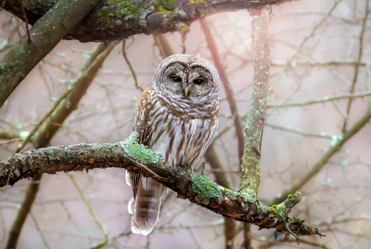 Barred Owl © Darya Zelentsova