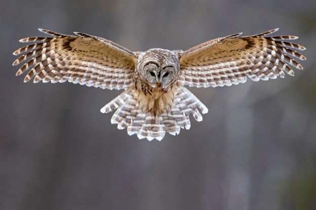 Barred Owl © Cynthia Rand