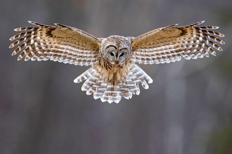 barred owl wingspan