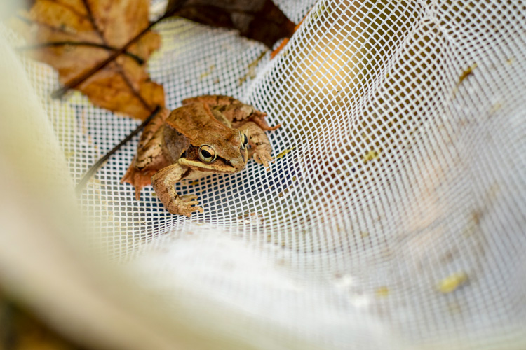 Wood Frog © Mass Audubon/Ryan Dorsey