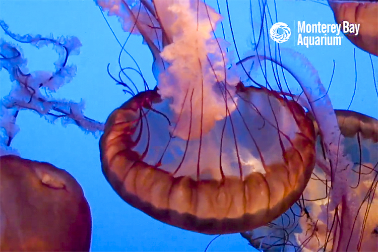 Screenshot of the Monterey Bay Aquarium Live Jellyfish Cam