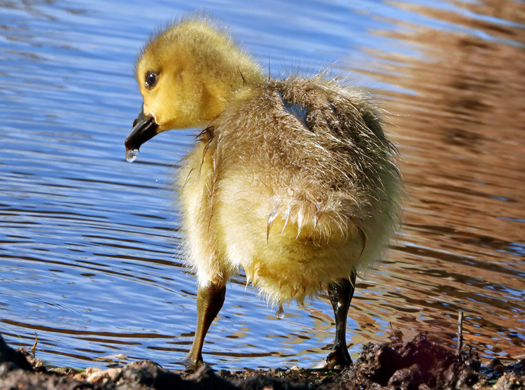 Canada Goose Gosling © Kathy Diamontopoulos