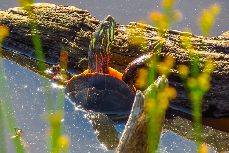 Painted Turtle © David Ennis