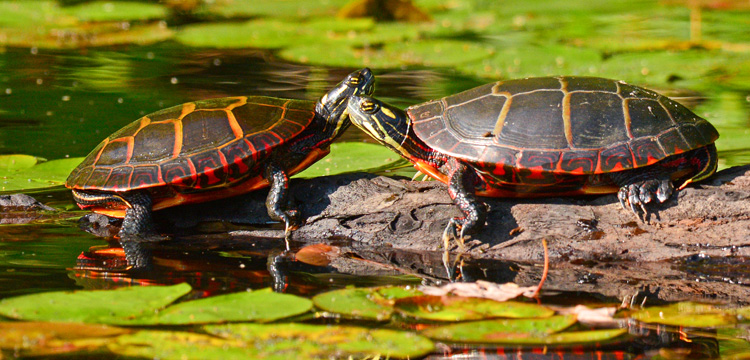 Painted Turtles © Richard Alvarnaz