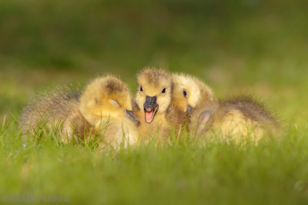 Canada Goose Goslings © Matt Filosa