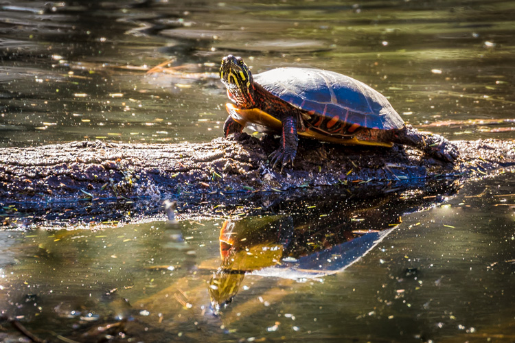 Painted Turtle © Sachin Sawe