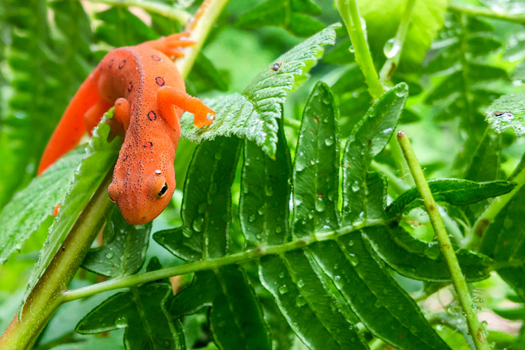 Red Eft © Criss Nickoloff