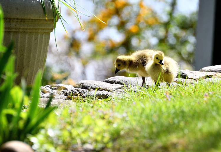 Canada Goose Goslings © Riju Kumar