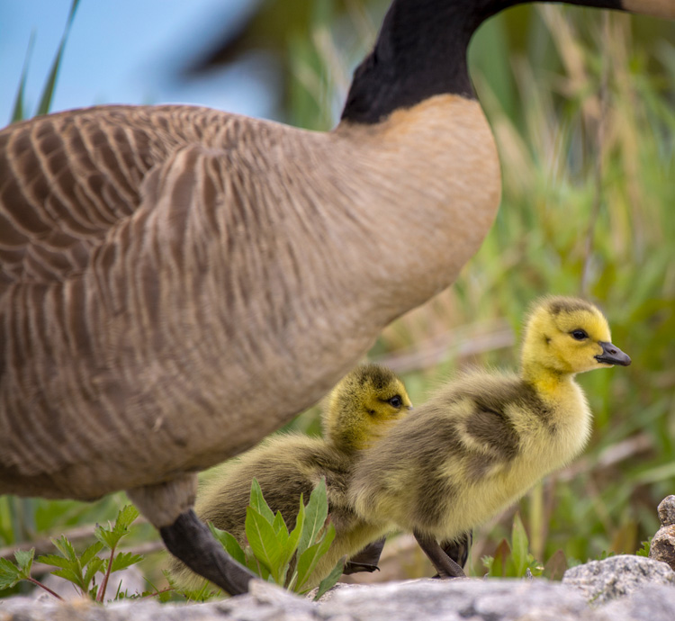 Canada Goose Goslings © Kathy Hale