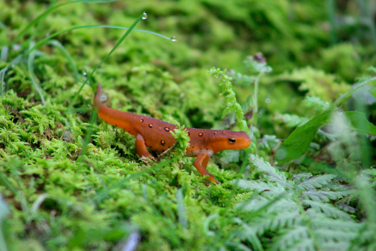 Red Eft © Jenn Janaitis