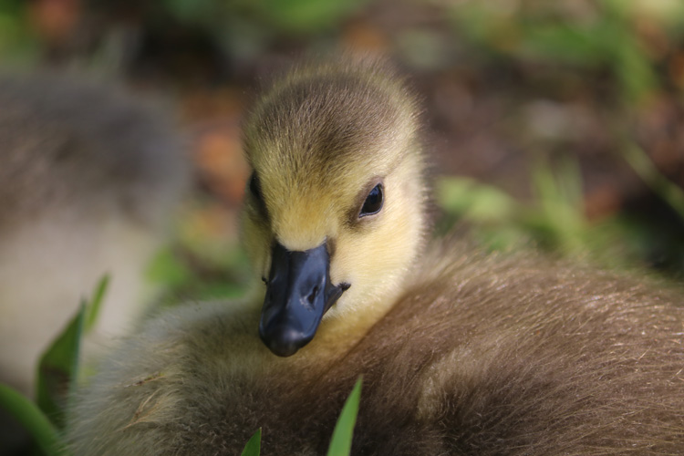 Canada Goose Gosling © Ben Murphy