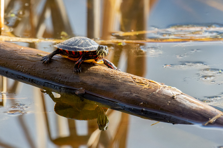 Painted Turtle © Suzanne Hirschman