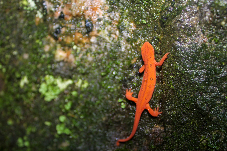 Red Eft © Emerson Booth