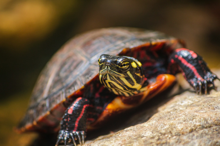 Painted Turtle © Alyssa Mattei