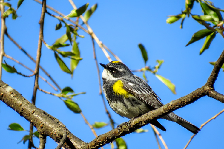 Yellow-rumped Warbler © Brian Lipson