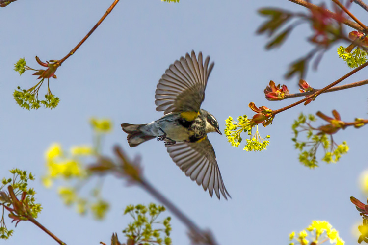 Yellow-rumped Warbler © Anne Greene