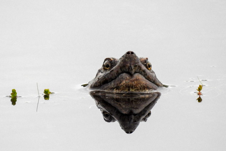 Snapping Turtle © Mary McDonough