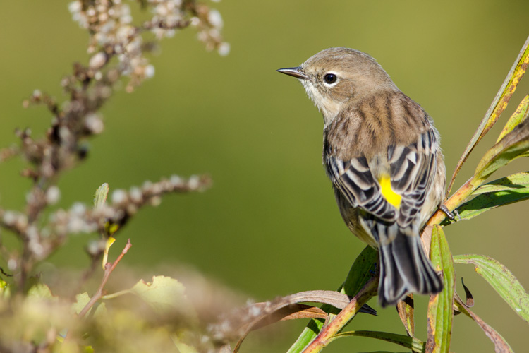 yellow bellied warbler