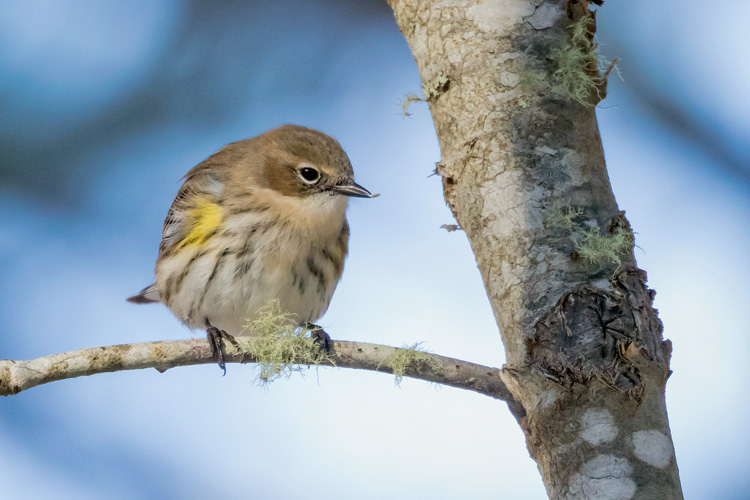 Yellow-rumped Warbler © A Grigorenko