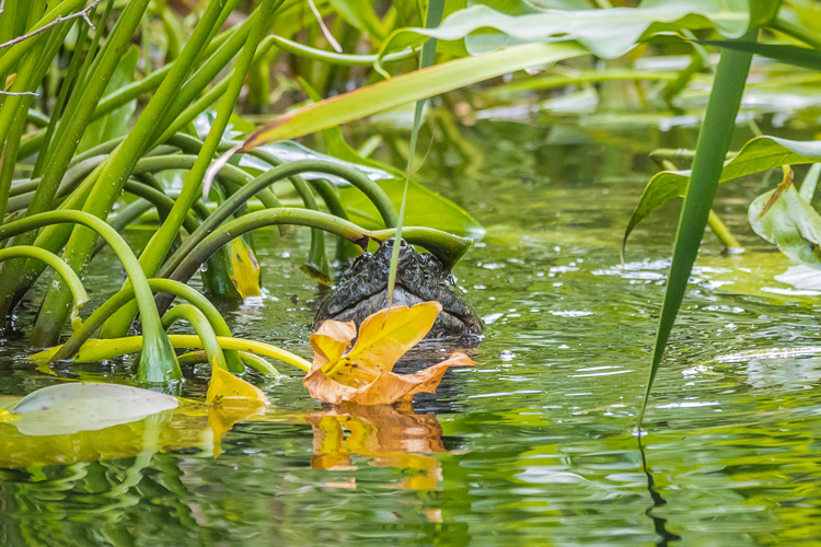 Snapping Turtle © Paul Malenfant