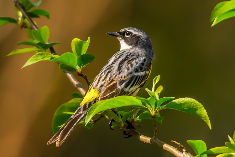 Yellow-rumped Warbler © Bernard Creswick