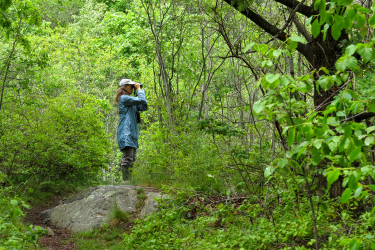 Birding at Marblehead Neck © Maili Waters