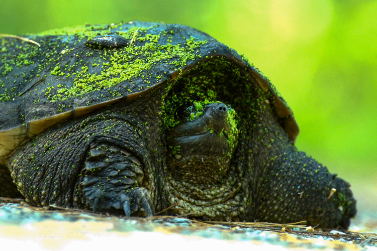 Snapping Turtle © Richard Welch