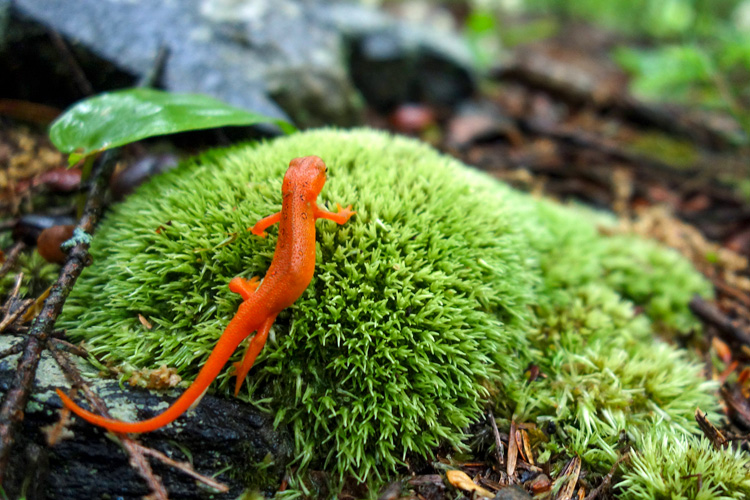 Red Eft © Allison Bell