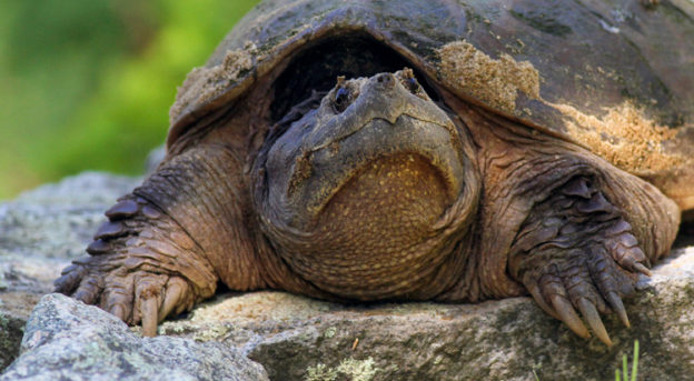 Take 5: Snapping Turtles | Mass Audubon – Your Great Outdoors