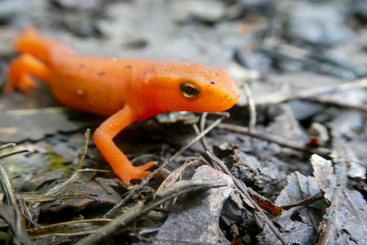 Red Eft © Anna Mitchell