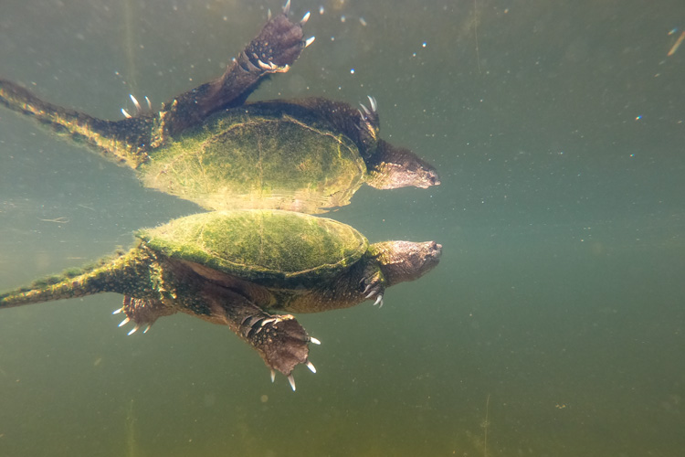 common snapping turtle in water